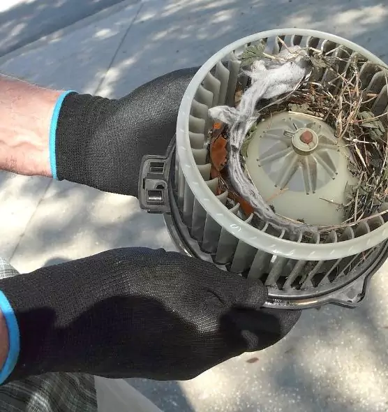 About Air Duct Mice Removal in Palm Coast, FL